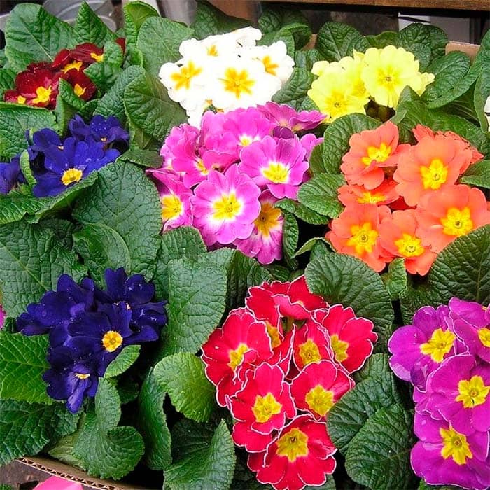 Суміш насіння примули «Ванда F1»