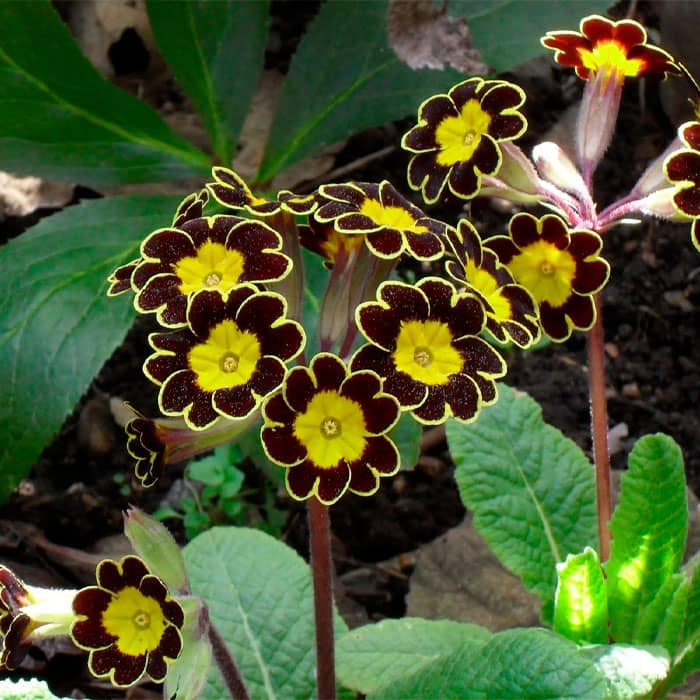 Насіння примули «Золота нитка»