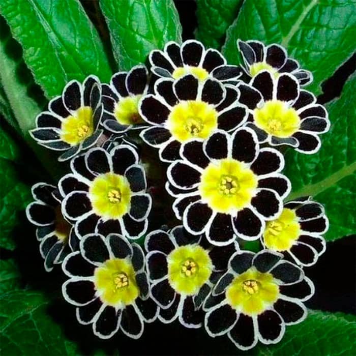 Насіння примули «Золота нитка»