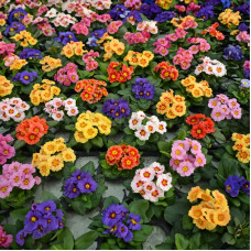 Насіння багаторічної примули «Гігант Селекта» 0,1 г