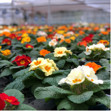 Насіння багаторічної примули «Весняний букет» 0,1 г