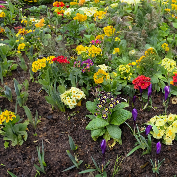 Насіння багаторічної примули «Весняний букет» 0,1 г