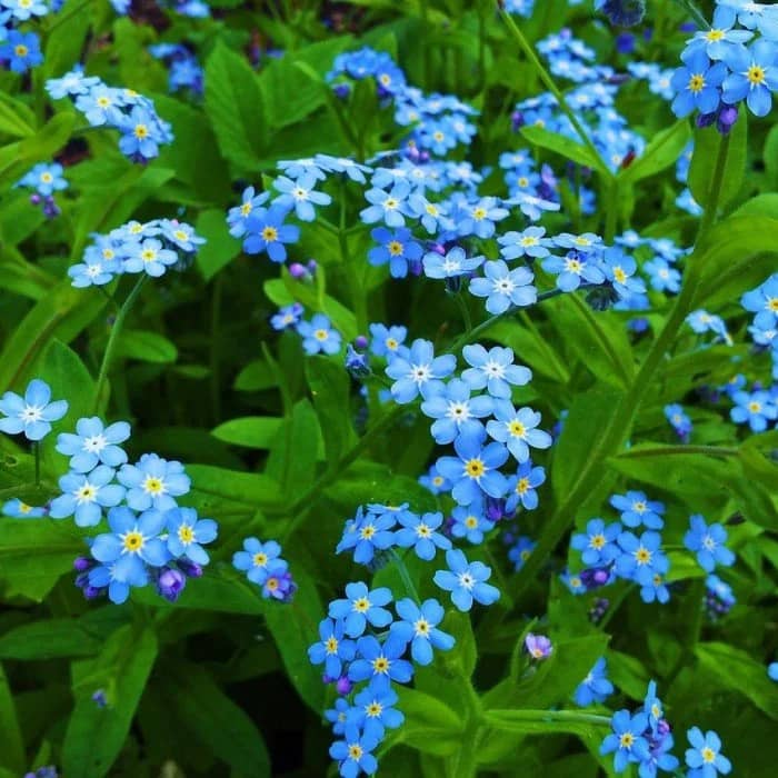 Насіння незабудки альпійської «Небесна ластівка»