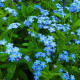 Насіння незабудки альпійської «Небесна ластівка»