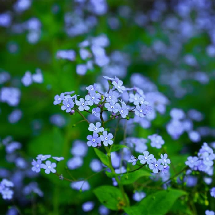 Насіння незабудки альпійської «Небесна ластівка»
