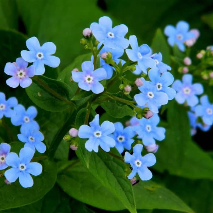 Насіння незабудки альпійської «Небесна ластівка»