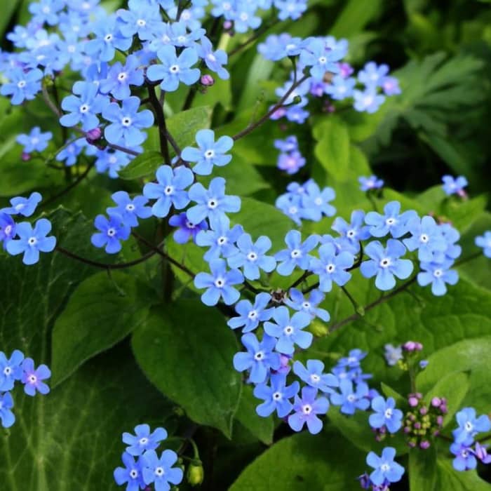 Насіння незабудки альпійської «Небесна ластівка»