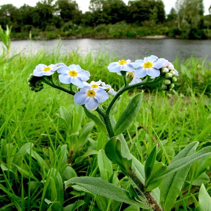 Насіння незабудки альпійської «Небесна ластівка»