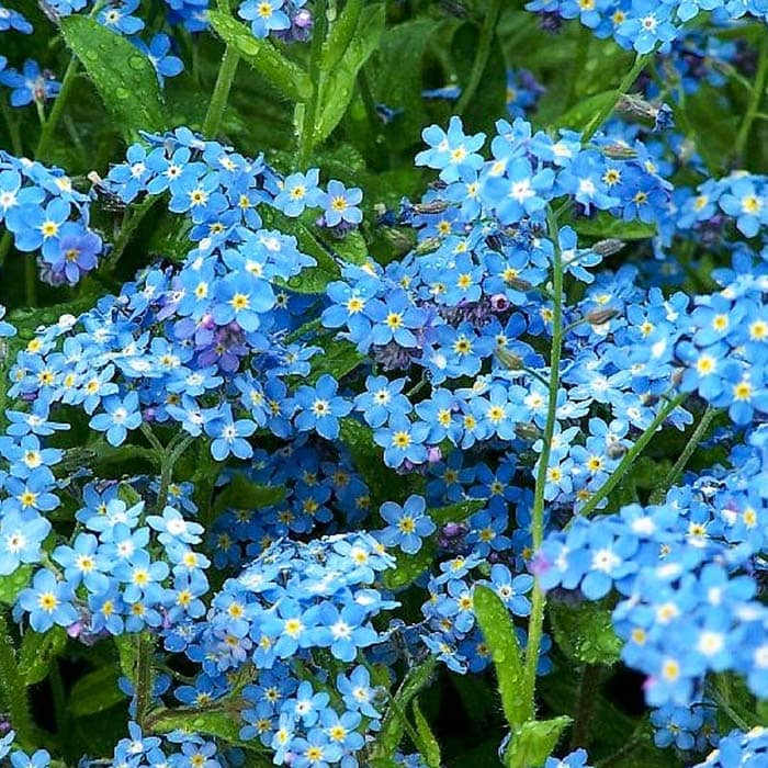 Насіння незабудки «Синій кошик»