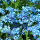 Насіння незабудки «Синій кошик»