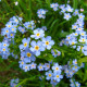 Насіння незабудки «Синій кошик»