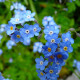 Насіння незабудки «Синій кошик»