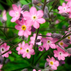 Насіння незабудки альпійської «Вікторія Роуз»