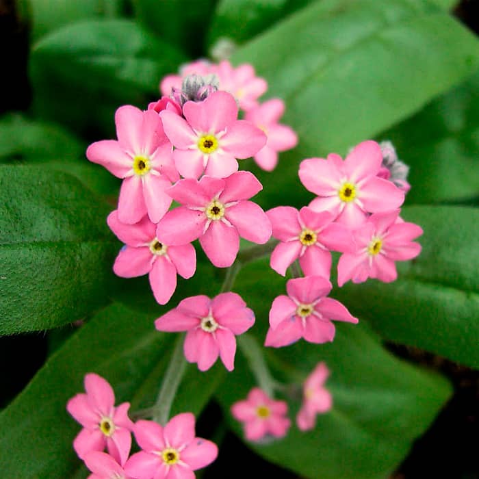 Насіння незабудки альпійської «Вікторія Роуз»