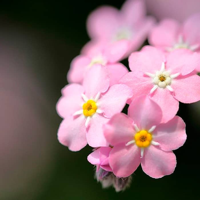 Насіння незабудки альпійської «Вікторія Роуз»