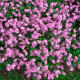 Насіння незабудки альпійської «Вікторія Роуз»
