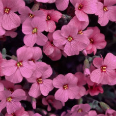 Насіння обрієти «Манон» рожева