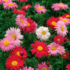 Суміш насіння піретруму «Гіганти Робінсона»