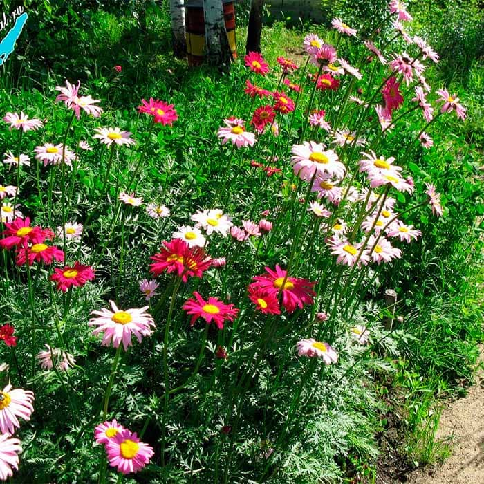 Суміш насіння піретруму «Гіганти Робінсона»