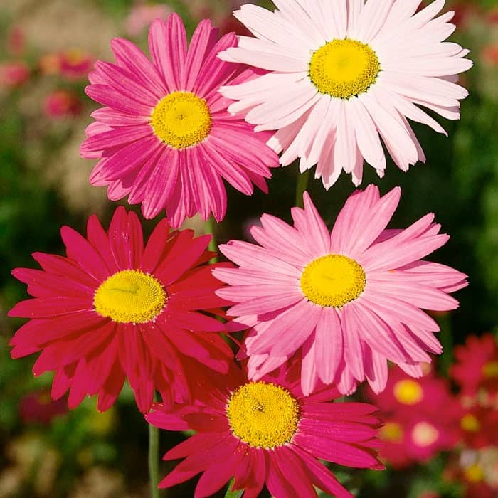 Суміш насіння піретруму «Гіганти Робінсона»