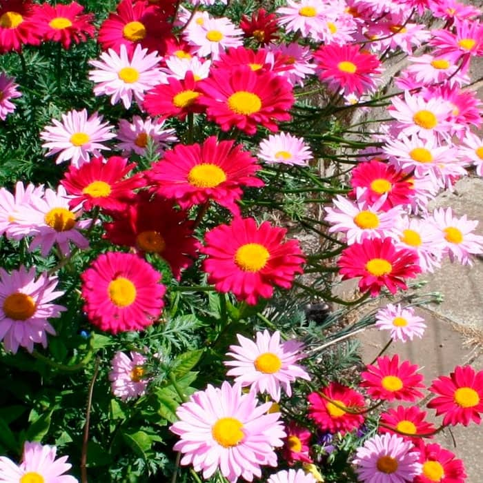 Суміш насіння піретруму «Гіганти Робінсона»