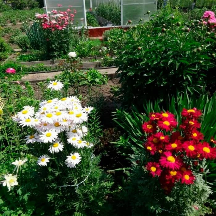 Суміш насіння піретруму «Гіганти Робінсона»