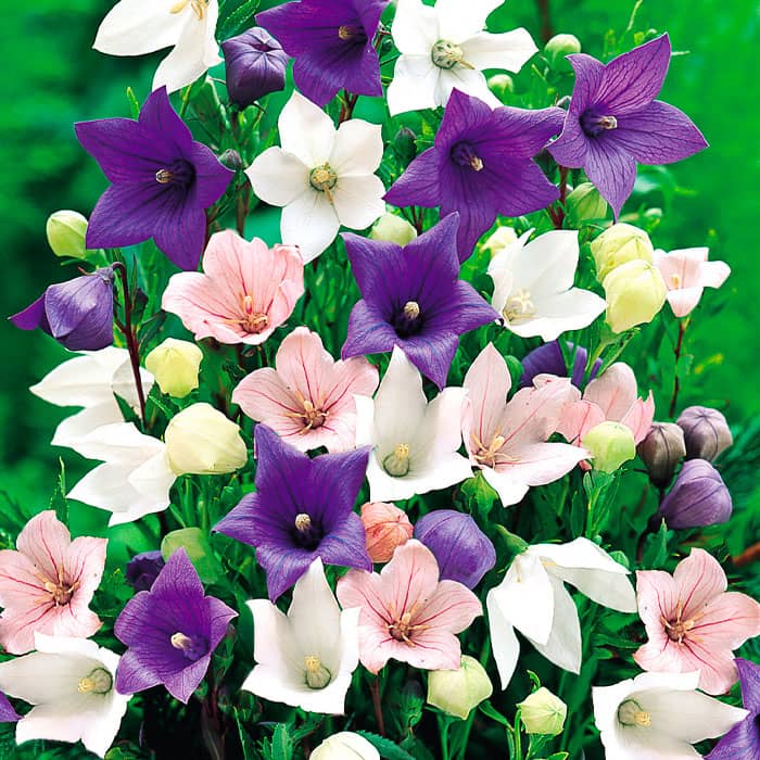 Суміш насіння платикодону «Морський пейзаж»