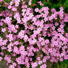 Насіння сапонарії «Рожевий іній»