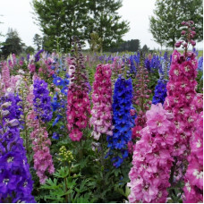 Насіння багаторічного дельфінію «Чарівний фонтан» 0,1 г