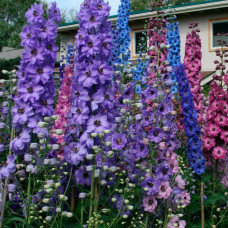 Насіння дельфінію «Баккара»