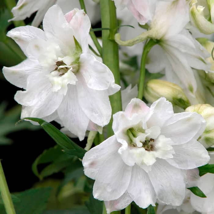 Насіння дельфінію «Галахард»