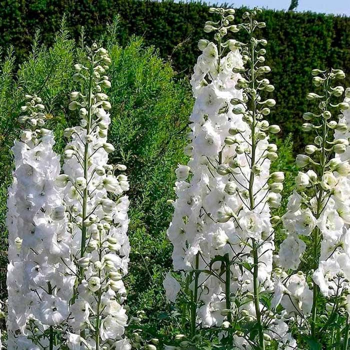 Насіння дельфінію «Галахард»