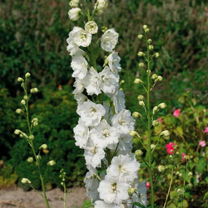 Насіння дельфінію «Галахард»