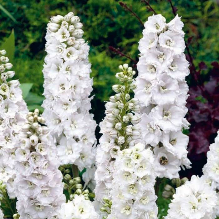 Насіння дельфінію «Галахард»