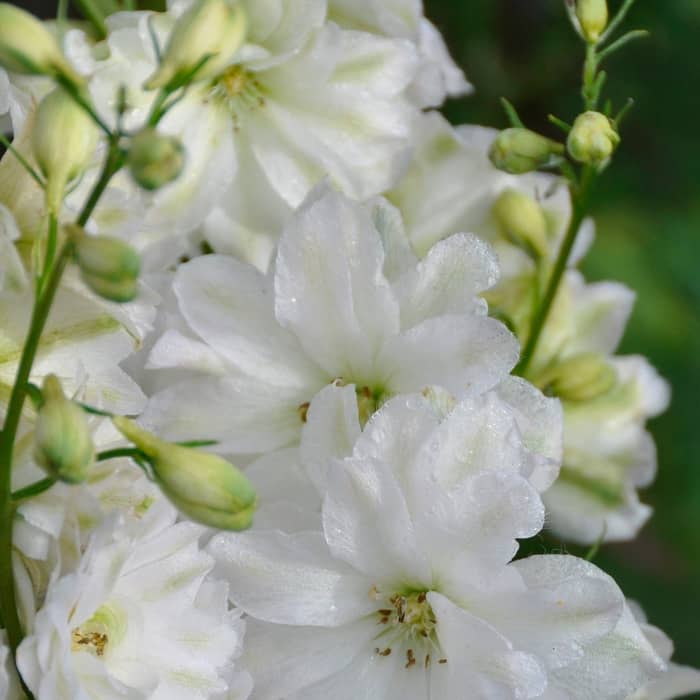 Насіння дельфінію «Галахард»