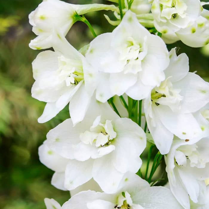 Насіння дельфінію «Галахард»