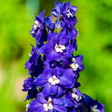 Насіння дельфінію «Король Артур»