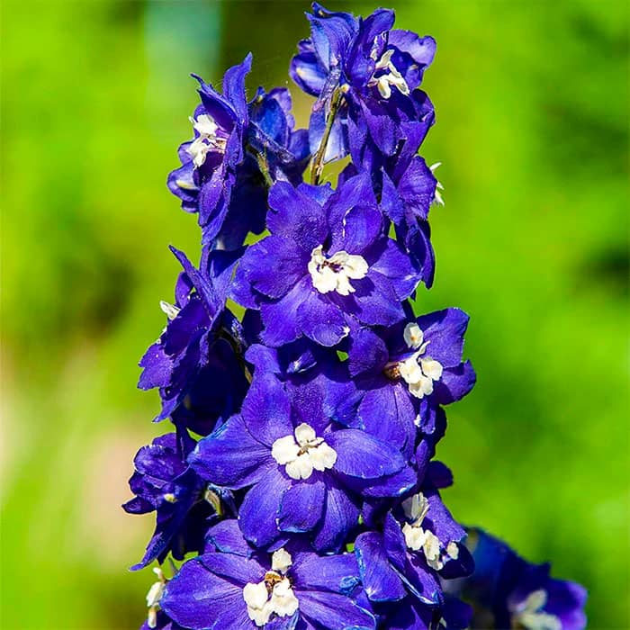 Насіння дельфінію «Король Артур»