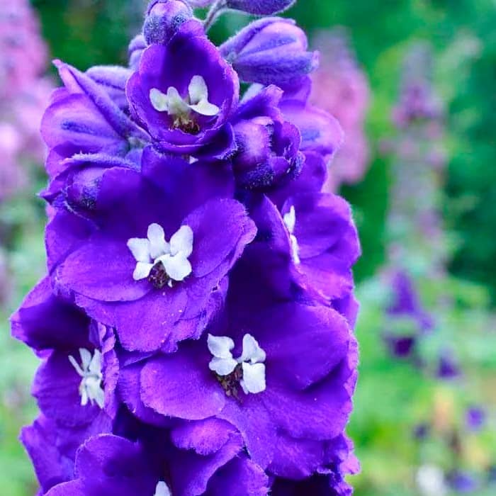 Насіння дельфінію «Король Артур»