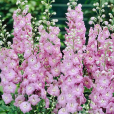 Насіння дельфінію «Мадам Баттерфляй F1»