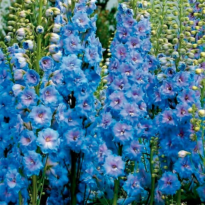 Насіння дельфінію «Мереживо»