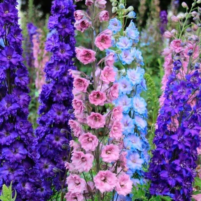 Насіння дельфінію «Мереживо»