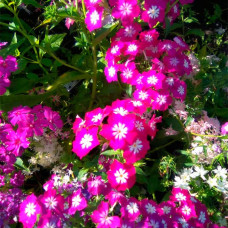 Суміш насіння флокса «Сузір’я»