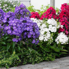 Суміш насіння флокса «Веселий гном»