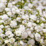 Насіння гіпсофіли (3)
