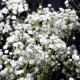 Насіння багаторічної гіпсофіли «Сніжинка» 0,2 г