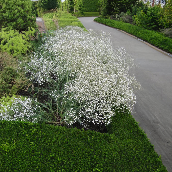 Насіння багаторічної гіпсофіли «Сніжинка» 0,2 г