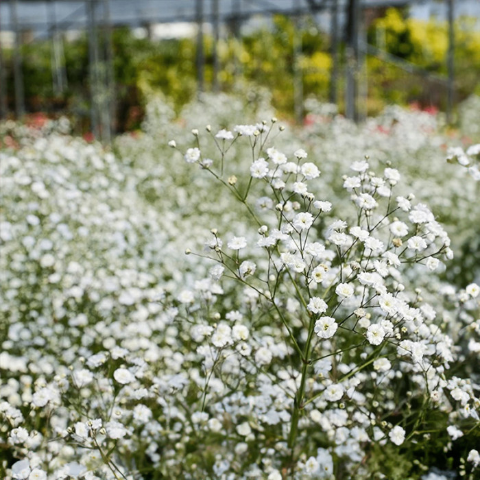Насіння багаторічної гіпсофіли «Сніжинка» 0,2 г