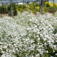 Насіння багаторічної гіпсофіли «Сніжинка» 0,2 г