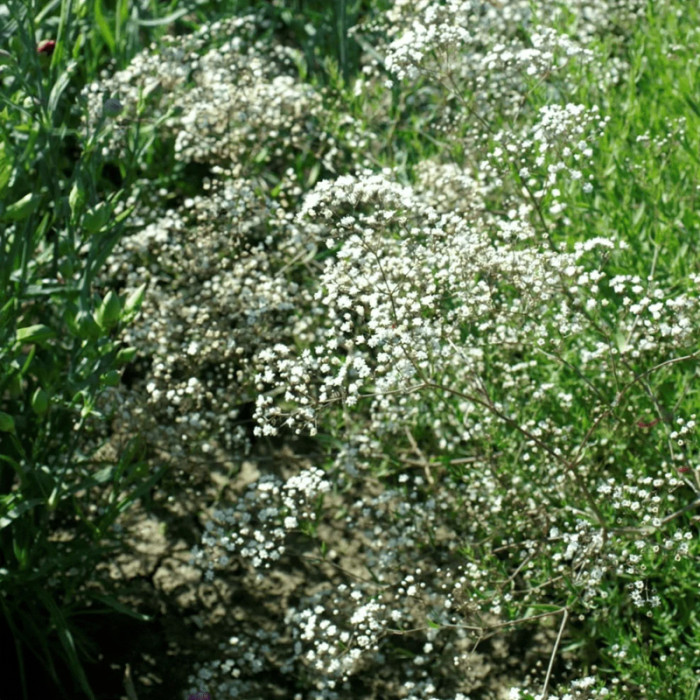 Насіння багаторічної гіпсофіли «Сніжинка» 0,2 г